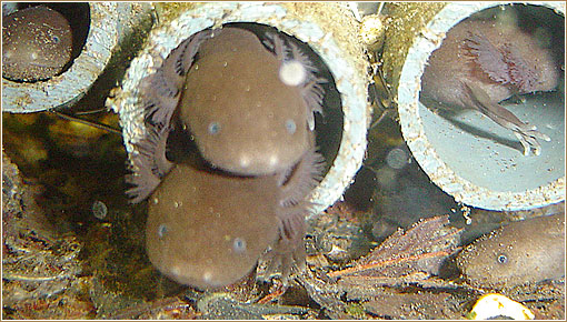 Japanese Giant Salamander